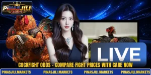 Cockfight Odds - Compare Fight Prices With Care Now