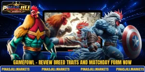 Gamefowl - Review Breed Traits And Matchday Form Now