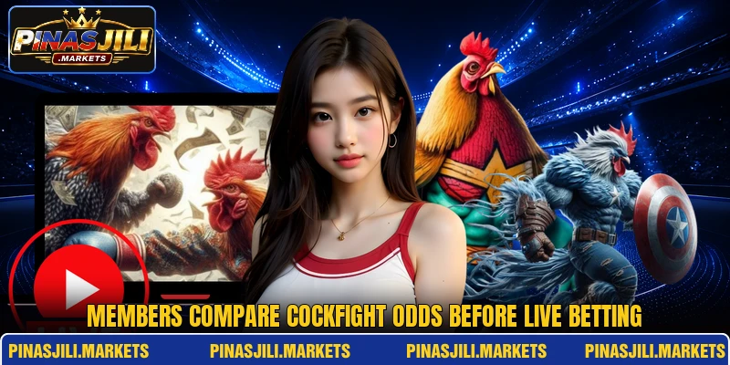 Members compare cockfight odds before live betting Members compare cockfight odds before live betting